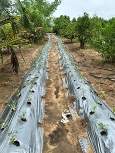 una larga hilera de plantas en un campo en Neelkanth Villa, en Ahmedabad