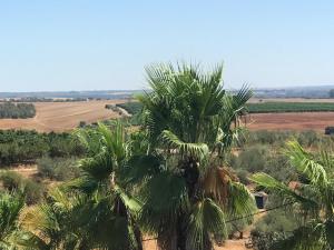 a palm tree in the middle of a field at HACIENDA LA MACARENA DE SEVILLA in Cantillana