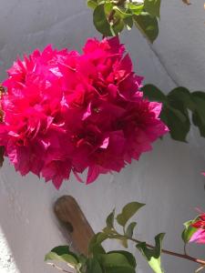 a bunch of pink flowers in a vase at HACIENDA LA MACARENA DE SEVILLA in Cantillana