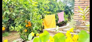 a garden with towels hanging on a clothes line at L'Aranceto in Acireale