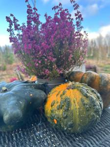 コールモーデンにあるHoliday home Kolmårdsgårdenのカボチャが置かれたテーブルと植物が入った花瓶