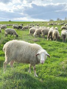 a herd of sheep grazing in a field of grass at Pocztówka z Mizernej, drewniane domki, widok na Tatry, blisko Velo Czorsztyn, Jezioro Czorsztyńskie, rowery, spokojna okolica in Kluszkowce