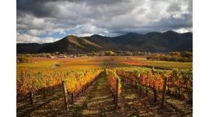 a vineyard in a field with mountains in the background at C Street Cottages in Jacksonville