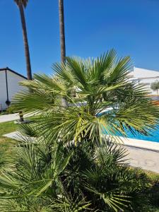 a palm tree in front of a swimming pool at La Casita in Chiclana de la Frontera