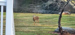 un cerf debout dans un champ à côté d'un arbre dans l'établissement Mountain Blue Vista - Luxury retreat near Ski resorts with Pond, Firepit and Hot Tub, à Windham 72 autres photos