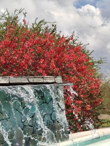 a bush with red flowers on top of a stone wall at Hotel Boutique Spa & Sushi Posada de Campo-Solo adultos in Villa General Belgrano