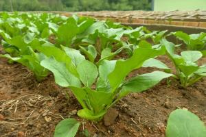 Gallery image of Greenheart Garden View Camp Phuket in Kata Beach +19 photos