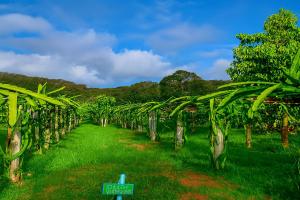 Gallery image of Greenheart Garden View Camp Phuket in Kata Beach