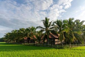 a row of palm trees in a rice field at Thala Tra Vinh in Trà Vinh