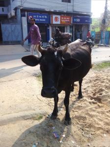 een koe die aan de kant van een straat staat bij Maa Durga Apartment in Dhanbad +4 foto's