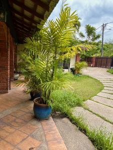 a large plant in a pot on a patio at Chic Designer Master Bedroom in Shared Bungalow near LRT SS1 PJ in Petaling Jaya