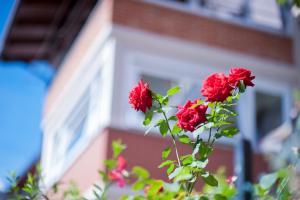 A garden outside B&B Il Pettirosso