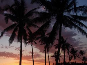 a group of palm trees in front of a sunset at Turtle Cove Self-Catering in Praia do Tofo +4 photos