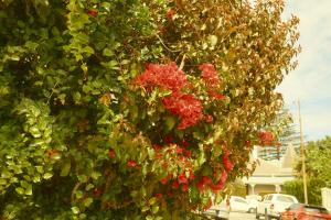 a bunch of red flowers on a bush at Villa Costa Rose in Cape Town
