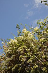 a tree with white flowers in front of a building at Villa Costa Rose in Cape Town +40 photos
