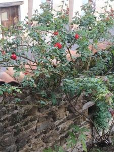 ChauriatにあるAux Rosiers Rougesの石垣の上の木