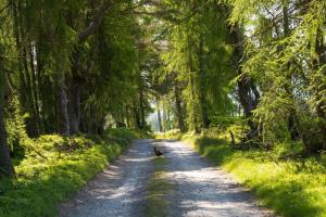 een hond die over een onverharde weg in een bos loopt bij Rachel’s Farm, Glenalmond in Inchture