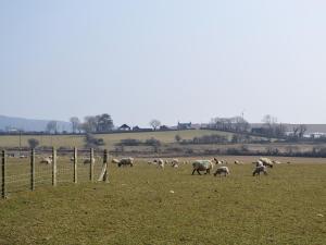 Zvířata v prázdninového domu nebo okolí + 6 fotografií