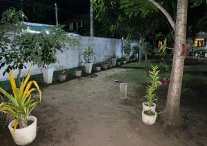 a row of potted plants are lined up against a wall at accomodation katunayaka in Negombo