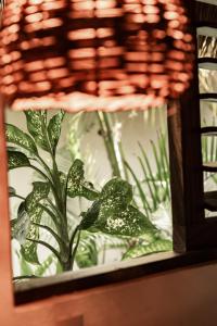 a glass tank with a plant in it at Casa Chula Hotel Boutique Frente al Mar in Tierra Blanca