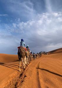 Άλλα ζώα σε οργανωμένο κάμπινγκ ή στη γύρω περιοχή