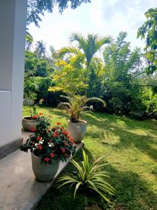 a garden with three large pots with plants in it at Villa Koratuwa in Ahangama