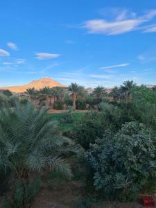 a desert with palm trees and a mountain in the background at hotel and restaurant kasbah draa in Agdz +7 photos