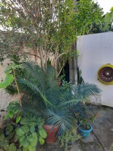 a group of plants in pots next to a wall at Estúdio acolhedor e versátil in Laguna +2 photos
