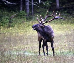 un ciervo con cuernos grandes en un campo en Reel It In, en Dandridge