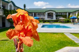 Eine Blume vor einem Haus mit Pool in der Unterkunft Quinta Dorada Hotel & Suites in Saltillo