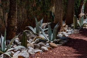 een tuin met cactussen, rotsen en bomen bij Quinta Dorada Hotel & Suites in Saltillo