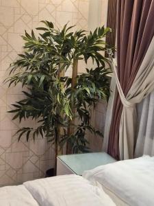 a bedroom with two potted plants next to a bed at استديو ضيوف الرحمن in Makkah