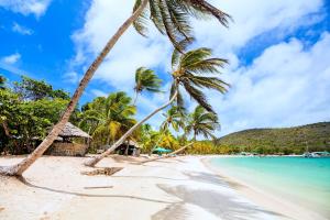 a beach with two palm trees and the ocean at Windward Mayreau Resort in Mayreau