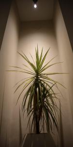 a potted plant sitting on a table in a room at Cozy Two-Bedroom Apartment with Balcony in Islamabad