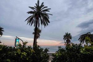a palm tree on a beach with the ocean at Cogo House in Cogoleto