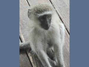 Ein Affe schaut aus einem Fenster in der Unterkunft Kruger Boutique Backpackers in Marloth Park