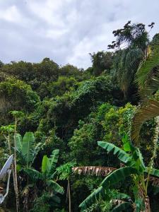 a forest filled with lots of trees and plants at Apartamento de 2 Quartos para 4 Pessoas - 5 min da Praia in Garopaba +6 photos
