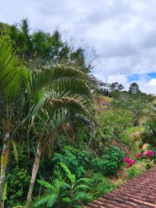 a palm tree sitting on top of a hill at Apartamento de 2 Quartos para 4 Pessoas - 5 min da Praia in Garopaba +8 photos