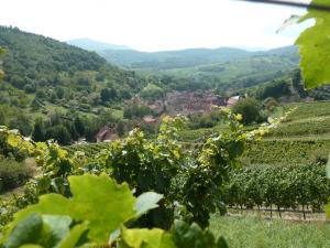 a view of a vineyard from a hill in a valley at Gitzelbrunnen in Epfig