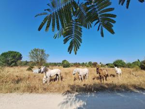un grupo de caballos parados en un campo en Mon Eden, en Meynes