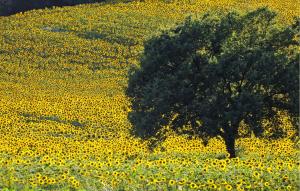 Φυσικό τοπίο κοντά σε αυτή η παραθεριστική κατοικία +18 φωτογραφίες