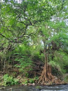 a tree with roots in the middle of a river at Cabaña HobbitXoxo in Xoxocotla +5 photos