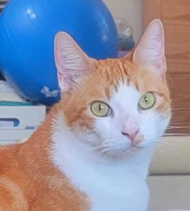 Domácí mazlíčci ubytovaní s hosty v ubytování Prime City Access At The Cat House - Room 1