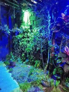 a garden with plants and flowers in a room at Noah's House in Weligama +1 photo