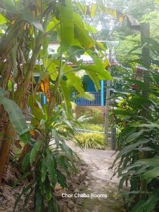 a banana plant in a garden with a building in the background at Chor Chaba in Ko Kood