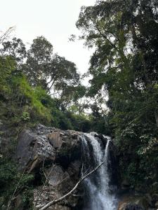 a waterfall in the middle of a forest with trees at New Garden View in Madikeri