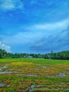 a field with puddles of water in the grass at Lindy Stays Talpe in Pitiduwa