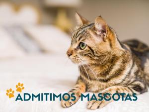 een kat op een bed bij Apartamentos Gandía Centro 3000 in Gandía