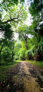 a dirt road in the middle of a forest at Brookland Stays in Pedong