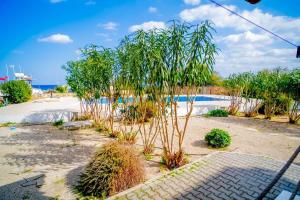 ein kleiner Baum vor einem Schwimmbecken in der Unterkunft Spacious Three-Bedroom Apartment A3 in Sanctuary Cove site in Kyrenia